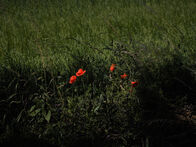 IMG_2719