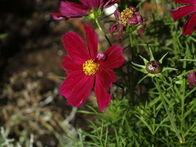 IMG_1451